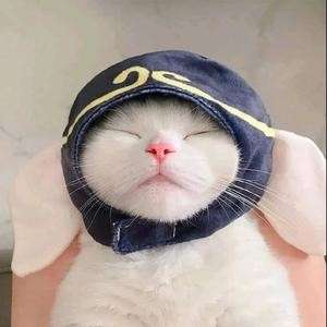 真猪蕾蕾