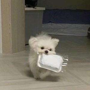 小耗子精