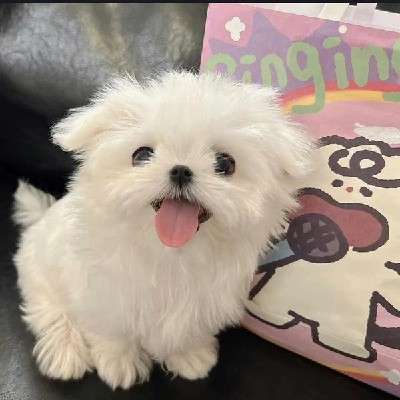 诗诗早上好