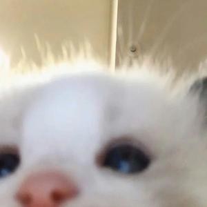 a o
